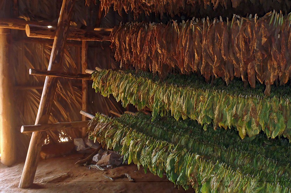 Tobacco Drying