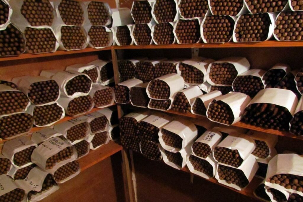 Numerous cigar brands from various countries are lined up on shelves in a room.