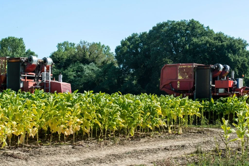 A tobacco field of authentic tobacco used for puro cigar
