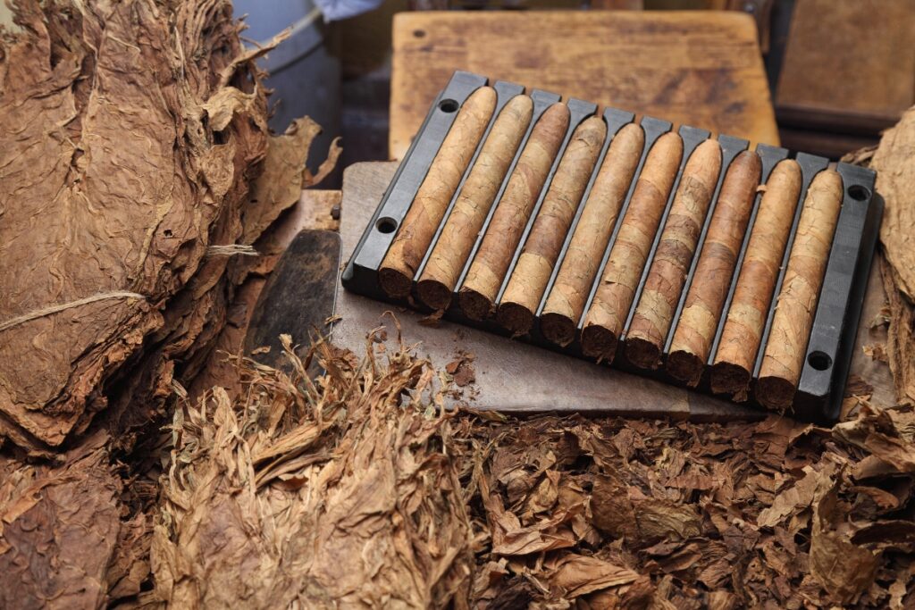 Cigars laid out in a plastic mold with dried tobacco leaves surrounding them on a wooden surface, perfect for any cigar collecting enthusiast.